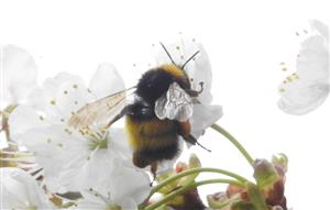 Čmeľ balkánsky (Bombus haematurus)