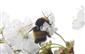 Bombus haematurus KRIECHBAUMER, 1870