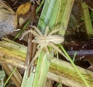 Micrommata virescens - PP Krivoklátske lúky