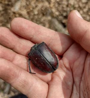 Lucanus cervus - zvyšok - kopec nad Stožkom