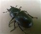 Lucanus cervus - Štúrovo