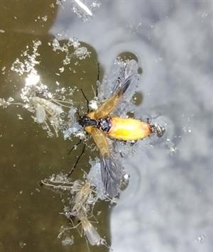 Metoecus paradoxus - Jalovec, okres LM
