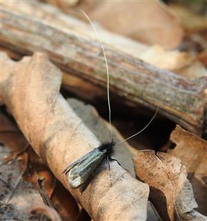 Adela zelená (Adela reaumurella)