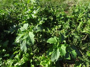 Datura stramonium