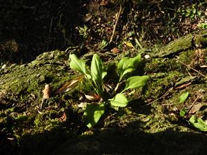 Plantago uliginosa