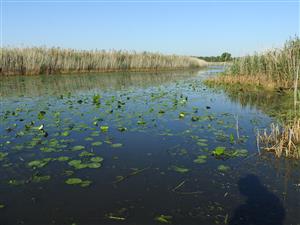 Nuphar lutea na hladine mŕtveho ramena.