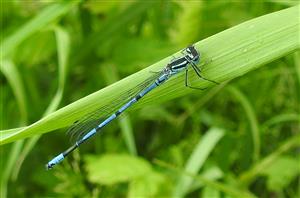 Šidielko obyčajné (Coenagrion puella)