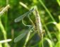 Ischnura elegans (Van der Linden, 1823)
