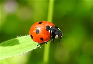 Lienka sedembodková (Coccinella septempunctata)