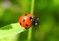 Coccinella (Coccinella) septempunctata septempunctata Linnae