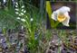 Prilbovka dlholistá (Cephalanthera longifolia)