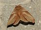 Macrothylacia rubi (Linnaeus, 1758)