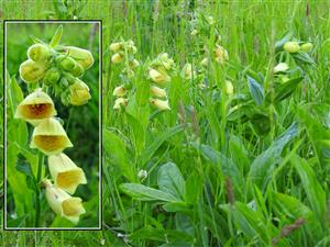 Náprstník veľkokvetý (Digitalis grandiflora)