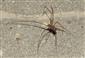 Hoplopholcus forskalii (Thorell, 1871)