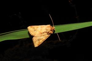 Mora okrová (Conisania luteago)