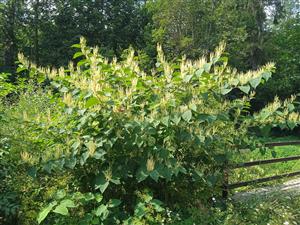 Fallopia japonica 