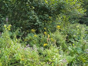 Solidago canadensis 