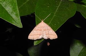 Pamora černicová (Herminia tarsicrinalis)