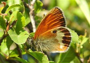 Očkáň medničkový (Coenonympha arcania)