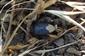 Cydnus aterrimus (Foster, 1771)