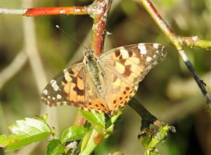 Babôčka bodliaková (Vanessa cardui)