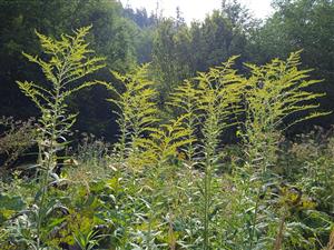 Solidago canadensis 