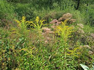 Solidago canadensis 