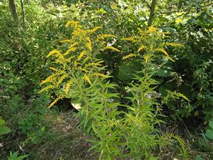 Solidago canadensis 
