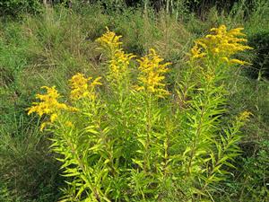 Solidago canadensis 