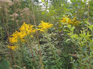 Solidago canadensis