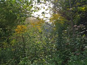 Solidago canadensis 