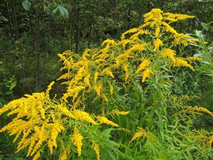 Solidago canadensis 