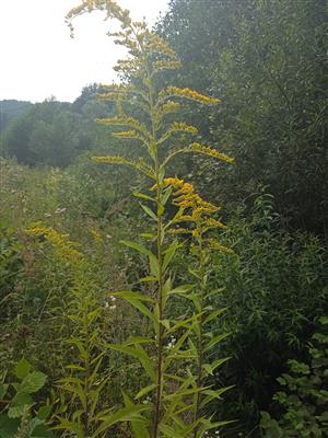 Solidago canadensis 