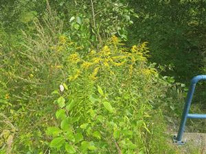 Solidago canadensis 