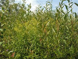 Solidago canadensis 