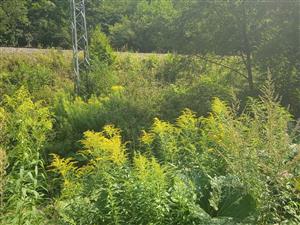 Solidago canadensis 