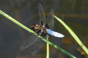 Vážka ploská (Libellula depressa)