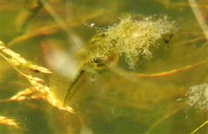 Rosnička zelena (Hyla arborea) larva