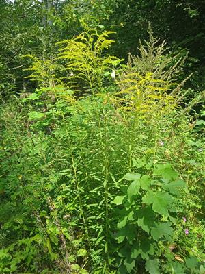 Solidago canadensis 