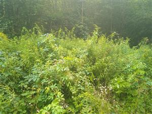 Solidago canadensis 
