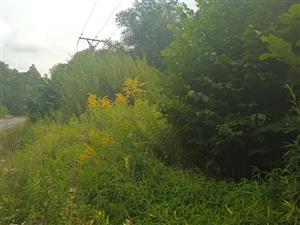 Solidago canadensis 