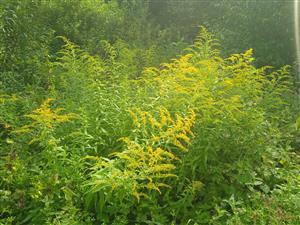 Solidago canadensis 