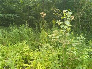 Solidago canadensis 