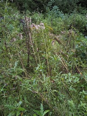 Solidago canadensis 