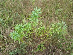 Solidago canadensis 