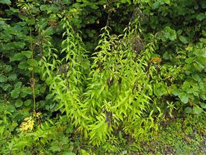 Solidago canadensis 