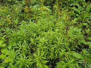 Solidago canadensis 