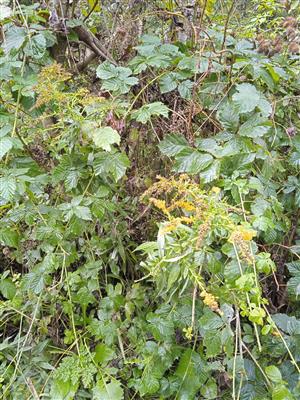Solidago canadensis 