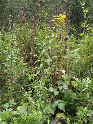 Solidago canadensis 