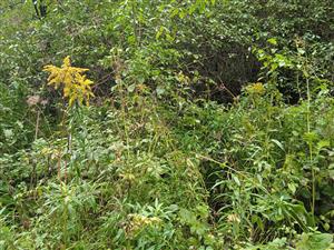 Solidago canadensis 